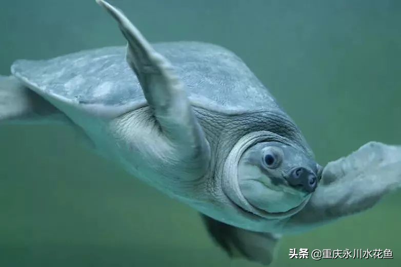 十大最好看的观赏鱼,观赏鱼100种形态