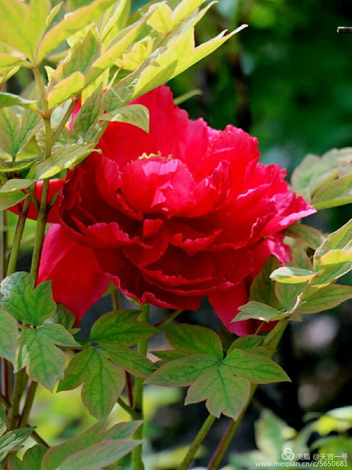 古今贤文牡丹赋,历代牡丹诗赋