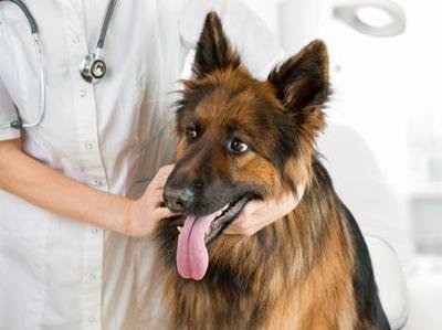 过多的摄入盐对身体有哪些危害,宠物摄入盐分