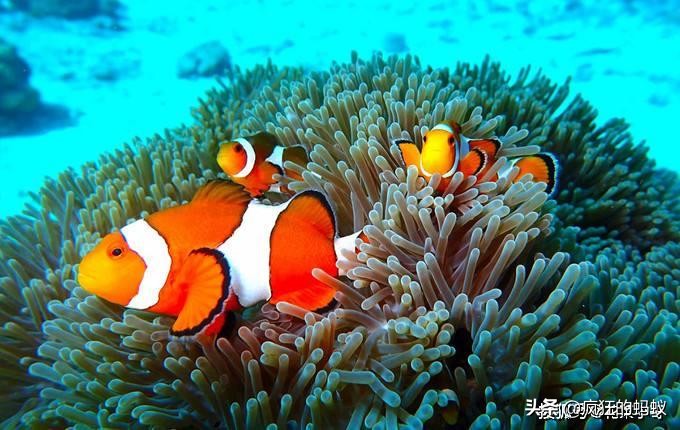 世界上最漂亮的5种鱼 (世界上10种最漂亮的鱼)
