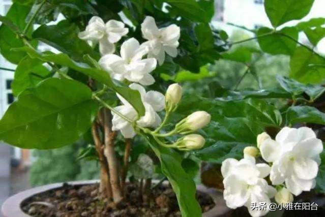 茉莉花盆栽浸盆浇花的正确方法,盆栽茉莉怎样浇水施肥