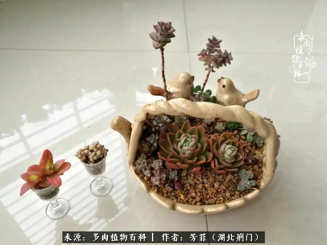 我的桃源：多肉之美，日甚一日，年胜一年