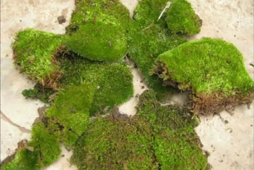 苔藓文竹制作微盆景图,怎么做苔藓小盆景