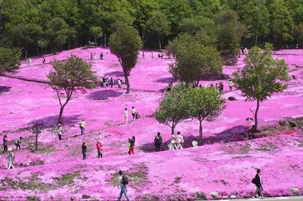 等你盛开，北海道之樱（文末也有福利在等你）