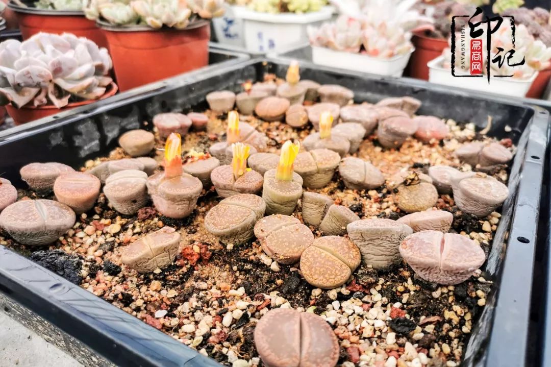 商丘道北花鸟批发市场,商丘花鸟宠物市场