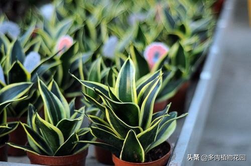 虎皮兰叶子有褶皱发软怎么办,虎皮兰叶子发软怎么补救