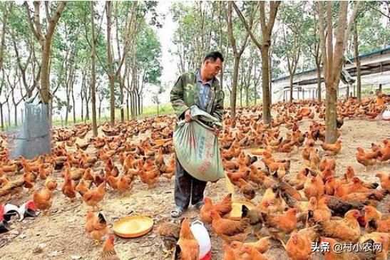 适合农村创业的十大养殖创业项目,返乡创业养殖有哪些扶持政策