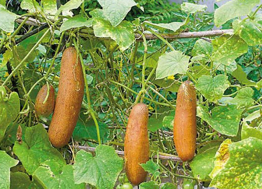 乡情散文：庄稼院儿的种地“留种”