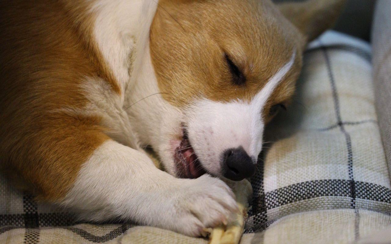 选择困难和选择困难症的区别,比格和柯基哪个体型大一些