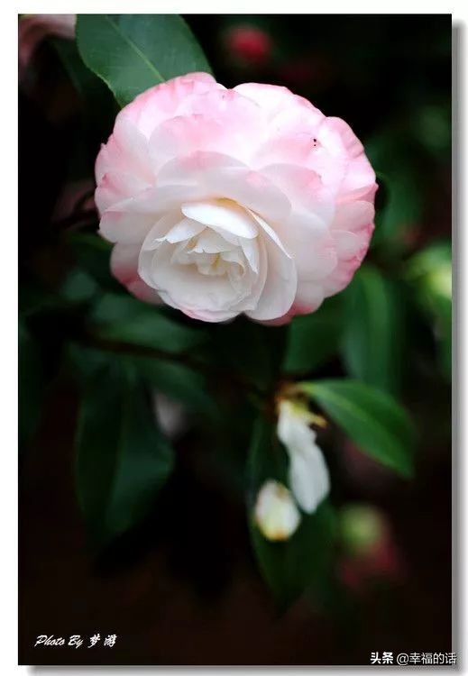 中国十大名花图片及花语,山茶花是中国十大名花吗