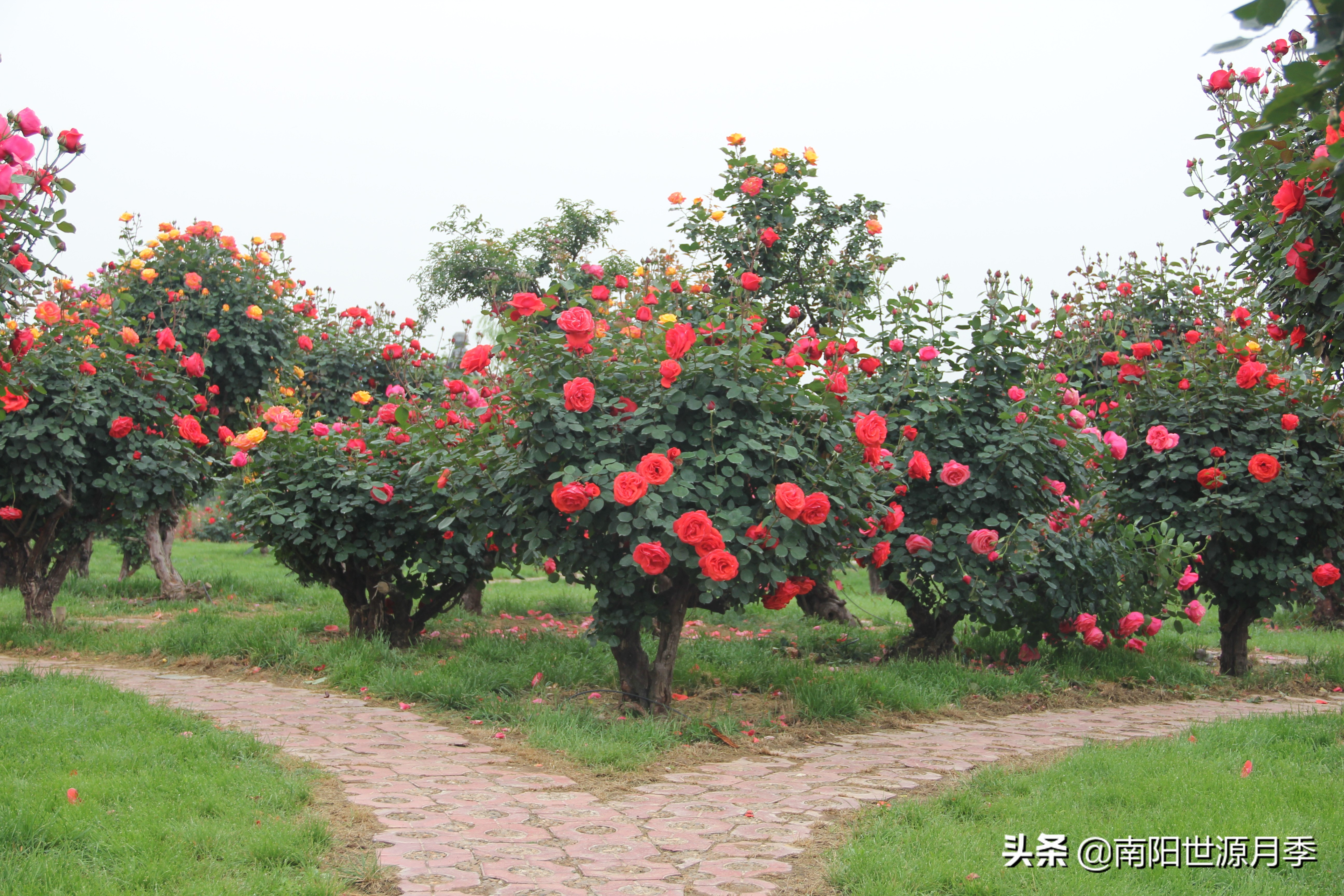 牛气河南,南阳月季基地简介