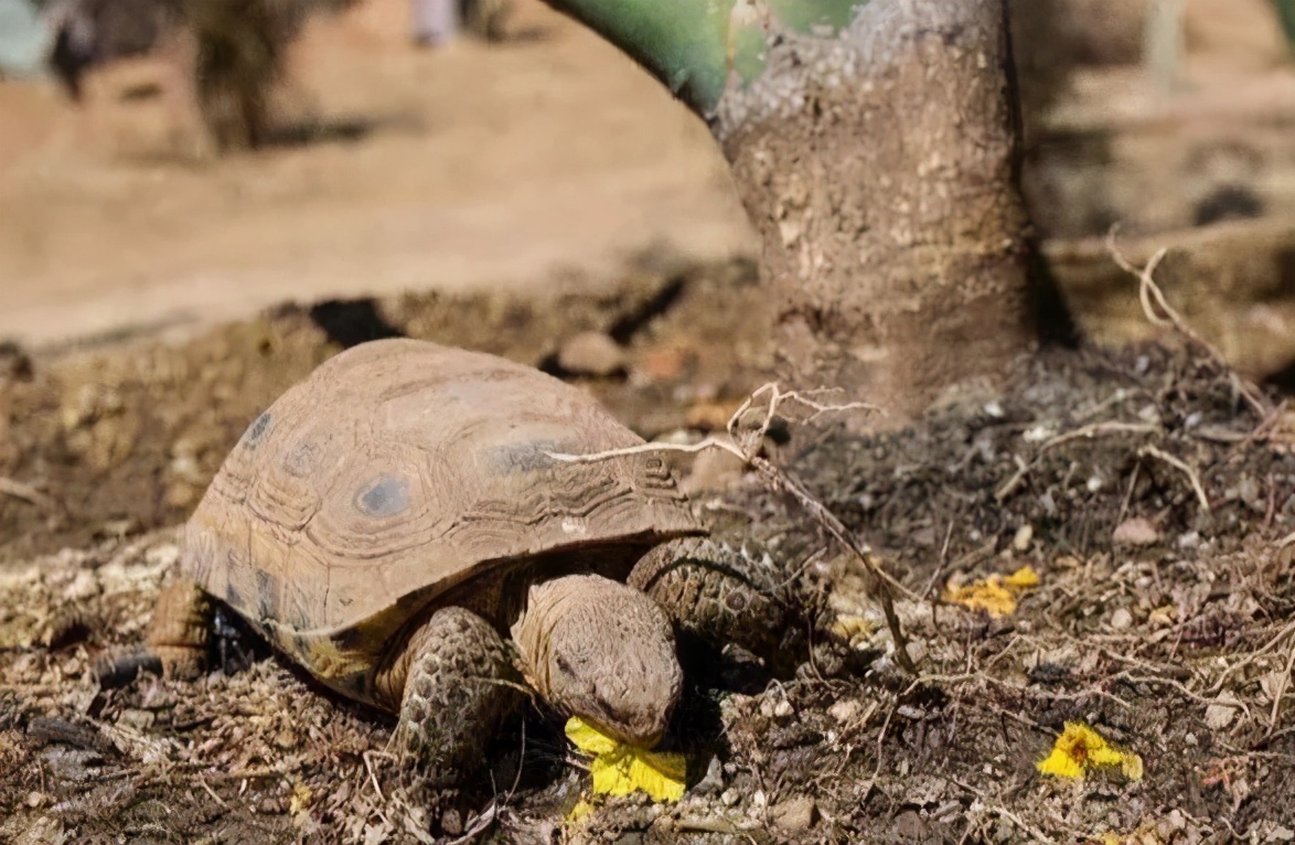 各种龟类图片大全大图,龟类展示会