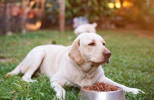 狗狗出现哪6种现象就得了狂犬,夏天狗狗为什么要降温