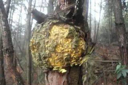 松树长瘤怎么回事,松树上生长的大肿瘤有什么用