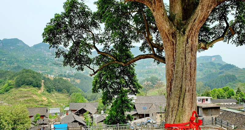 铜仁的一个县，拥有全省最大的天然石林景观，还有一棵楠木王