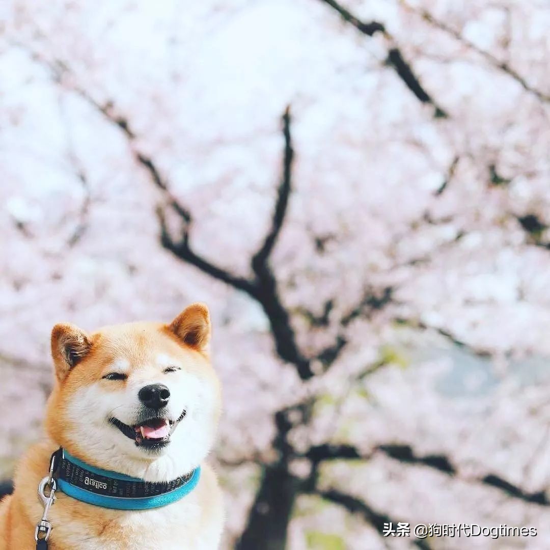 春暖花开带你去流浪,春暖花开带着狗狗去踏青