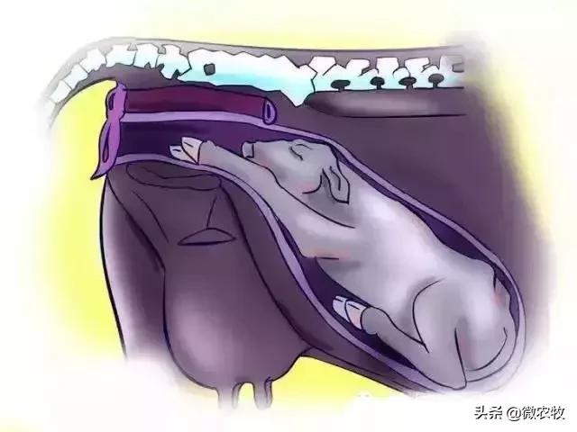 母牛分娩过程分为哪三个时期,母牛从怀孕到分娩用多长时间