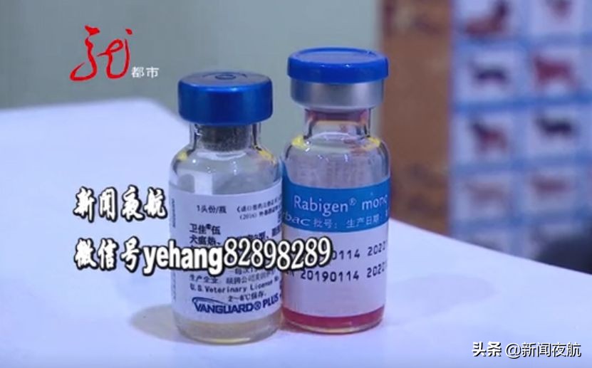 这俩人带宠物狗到处打疫苗，打完疫苗狗就死亡！咋回事？哈尔滨多家宠物店都见过他们