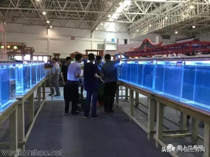 世界金鱼大赛在福州举行,2019中国世界金鱼大赛