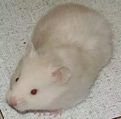 仓鼠的种类习性详细介绍,仓鼠有哪些亚种种类