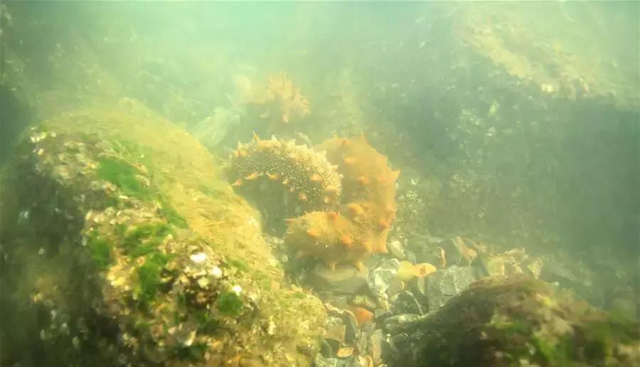 渤海当季海鲜推荐,中国渤海海鲜