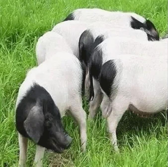 赏美景品好茶鉴好物，全国媒体团“陶醉”通城