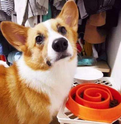 狗狗厌食的原因及解决方法,狗狗厌食的原因及解决办法