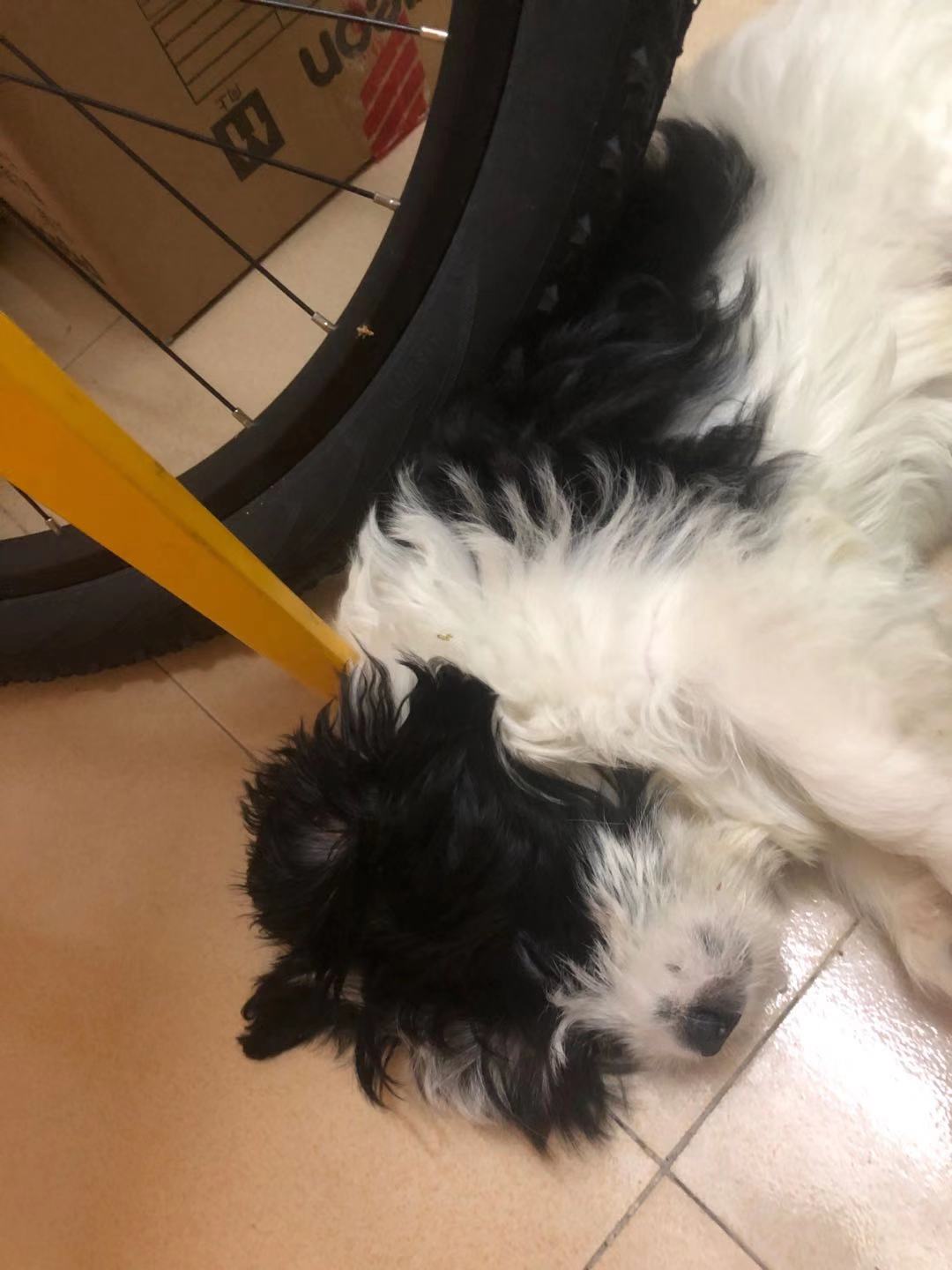 忠诚狗狗的名字叫什么,只对女主人忠诚的狗狗