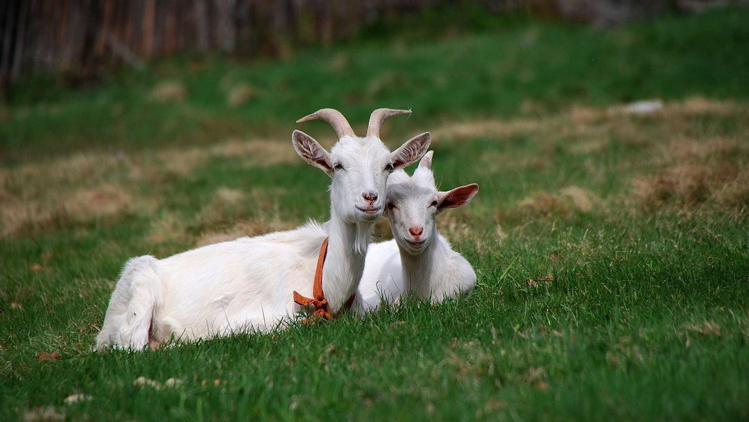 羊绒衫浅兰色,羊绒衫价格为什么差异这么大