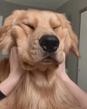 小金毛到家几天可以开始训练,小金毛刚到家该怎么养