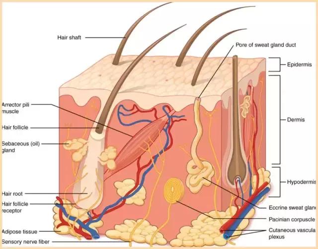 粗毛孔见光“死”？近距离颜值杀手