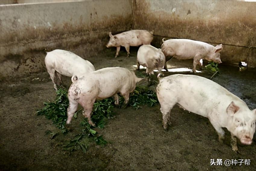 俄罗斯饲料菜一年能割几次,俄罗斯饲料菜种植技术