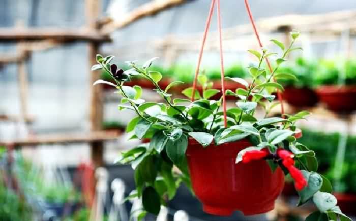 除甲醛最好最快的植物排行榜,植物除甲醛是真的有效果吗