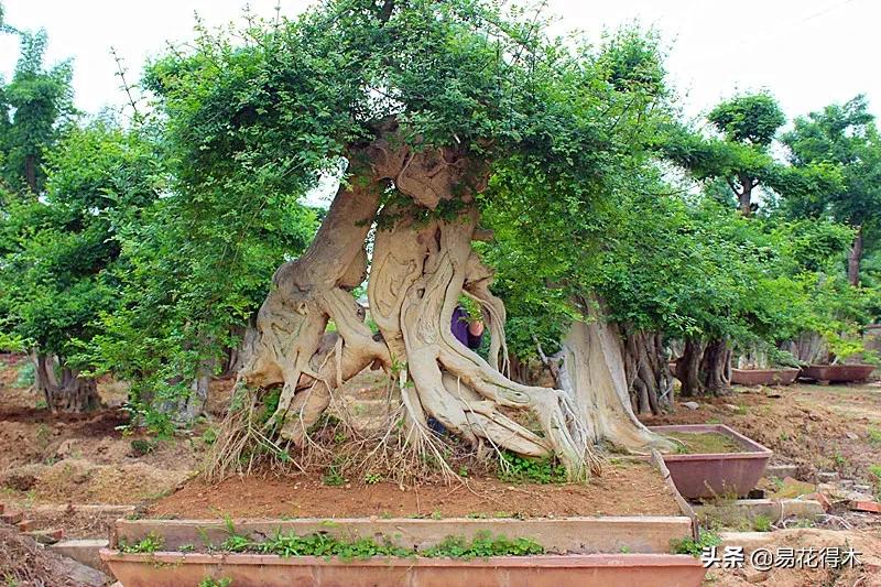 盆景制作与赏析观花,盆景对节白蜡怎么造型