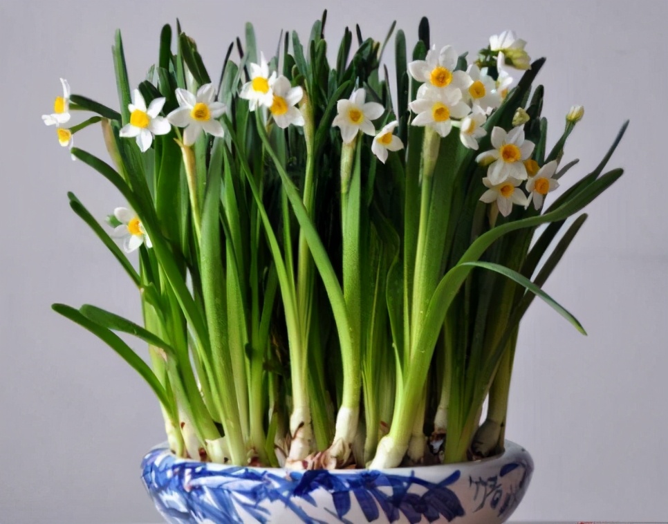 适合秋天冬天养的种球,哪些种球花卉四季开花