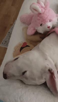 比特犬终于健康了视频,比特犬得了细菌性皮肤病