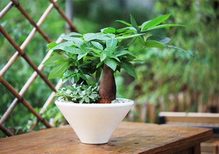 家庭养什么花卉好养又好看,适合家里养的大气的几种花卉