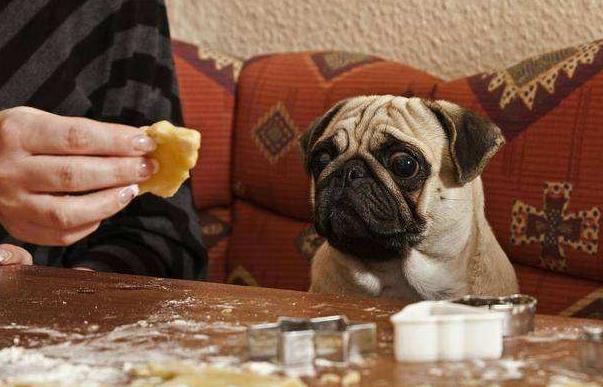 巴哥犬不爱吃饭怎么回事,巴哥挑食怎么办