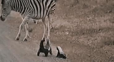 平头哥蜜獾照片,蜜獾平头哥动物科普