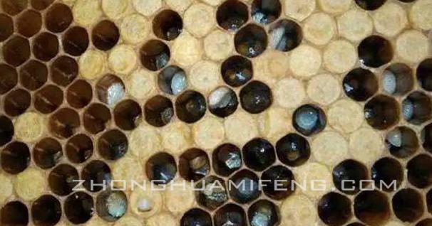 蜜蜂常见病虫害及防治措施,蜜蜂常见的几种病怎样治疗