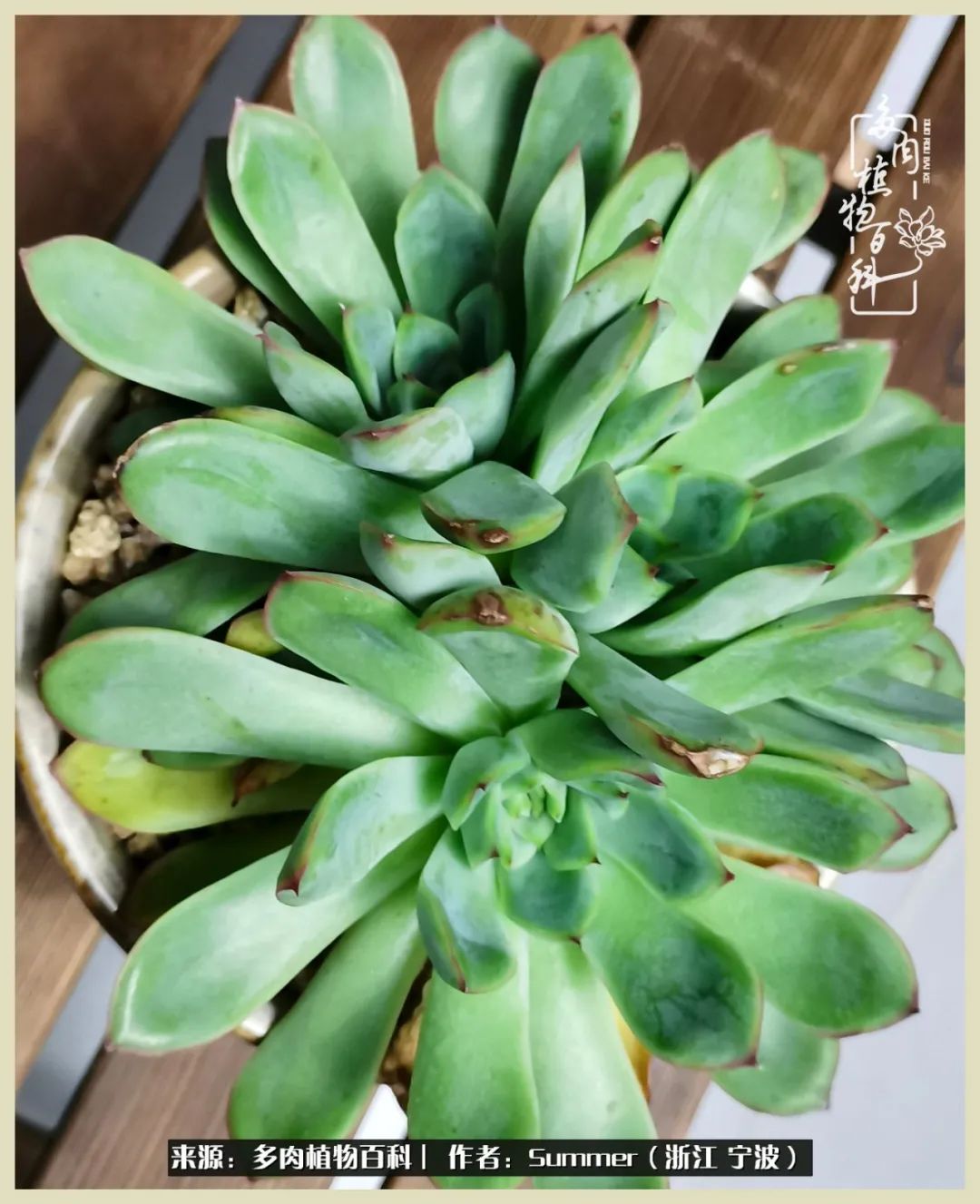 多肉小白新手入门,多肉新手上路请多指教