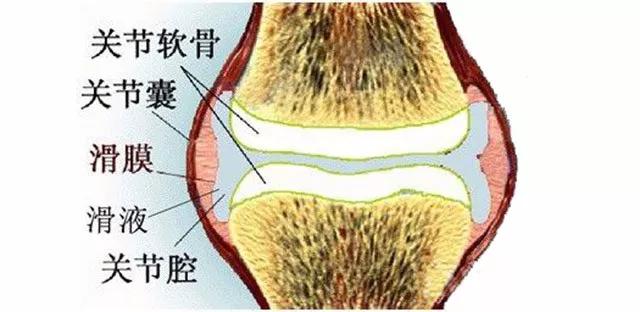 氨糖这种药物是干啥的,氨糖有没有药用的