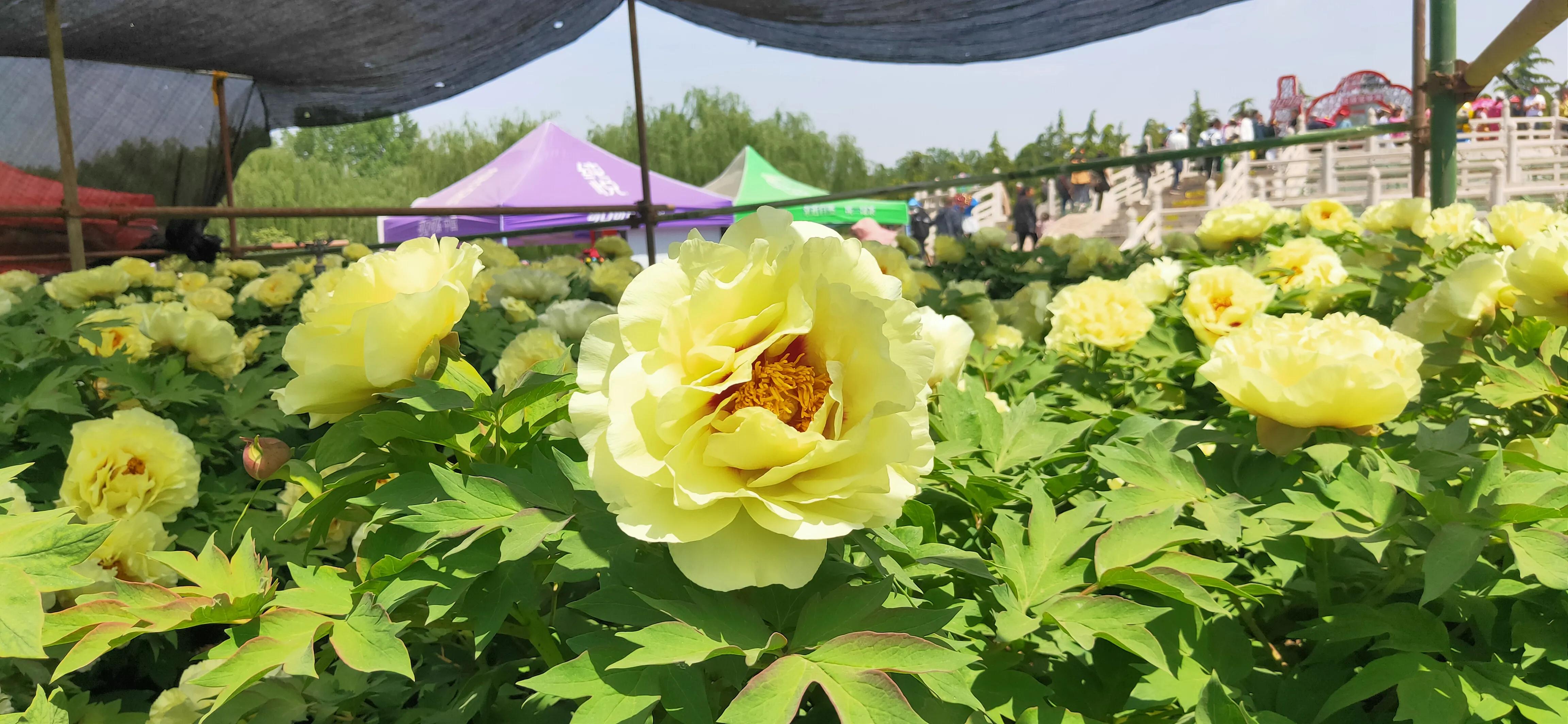 古都洛阳欢迎大家,十三朝古都洛阳