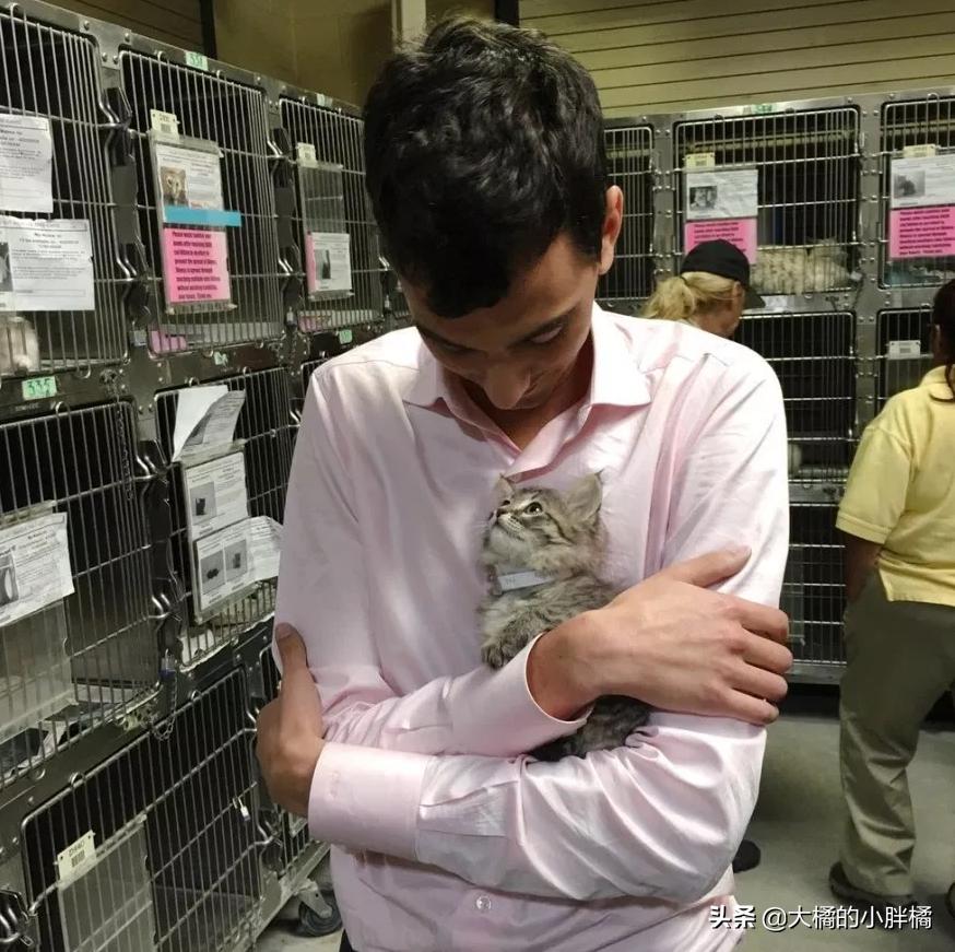 小猫多年后再次见到主人的反应 (小猫见面反应激萌)