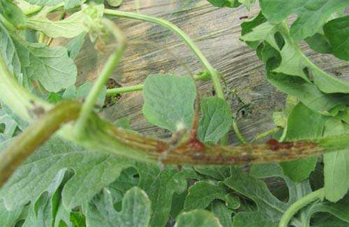 西瓜蔓枯病好治吗,西瓜蔓枯病的防治