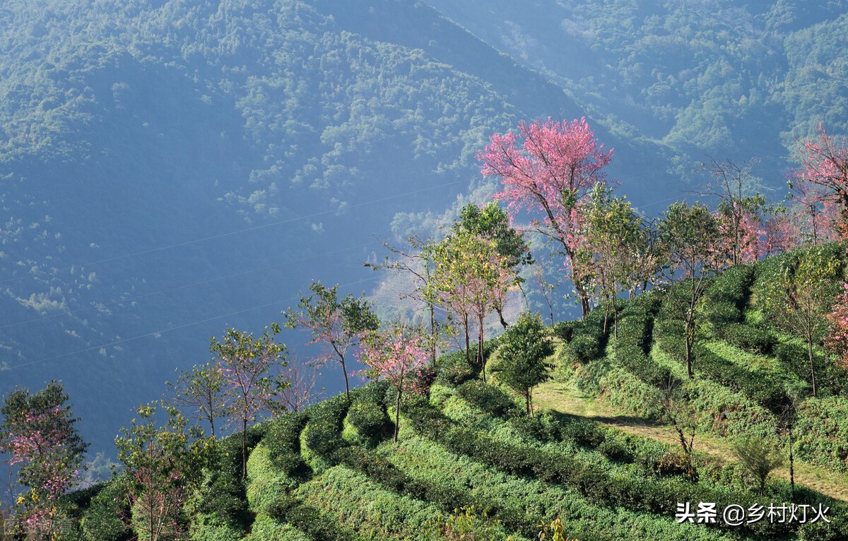 种植茶叶喷不喷药,自家种的茶叶没打农药怎么介绍