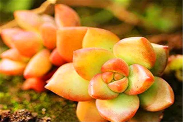 李大爷养花技术,李大叔养多肉