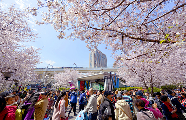 3月份赏樱花就不能只赏樱花,国内赏樱花这五处地方值得一去