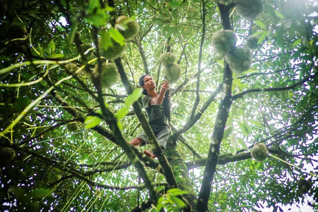 你是真喜欢吃榴莲吗,你爱吃榴莲吗怎么回答