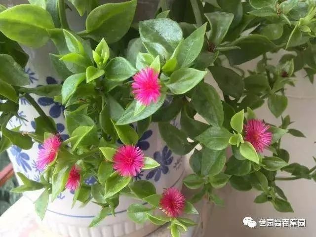 当中药碰上多肉，好吃又健康